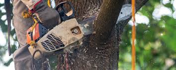 How Our Tree Care Process Works  in  Barling, AR