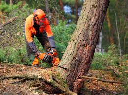 Best Commercial Tree Services  in Bling, AR