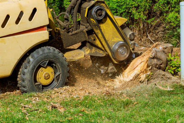 Best Arborist Consultation Services  in Bling, AR