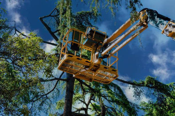 Professional Tree Care Services in Barling, AR