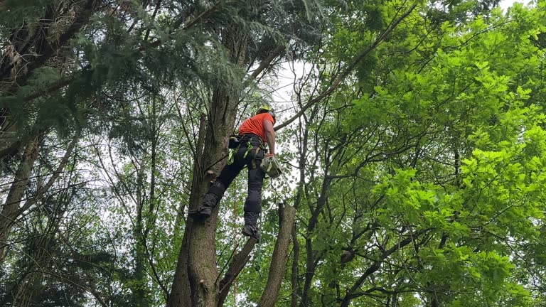 Best Emergency Tree Removal  in Bling, AR