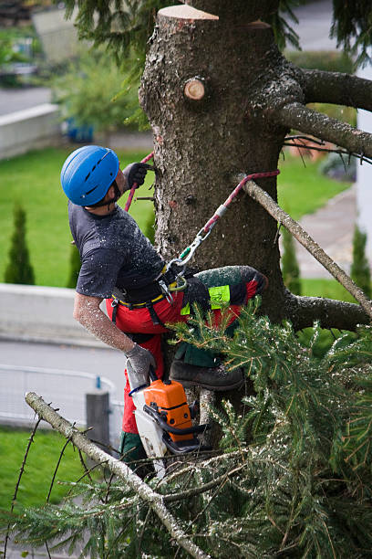 Best Tree Maintenance Programs  in Bling, AR